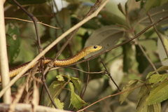Chironius spixii