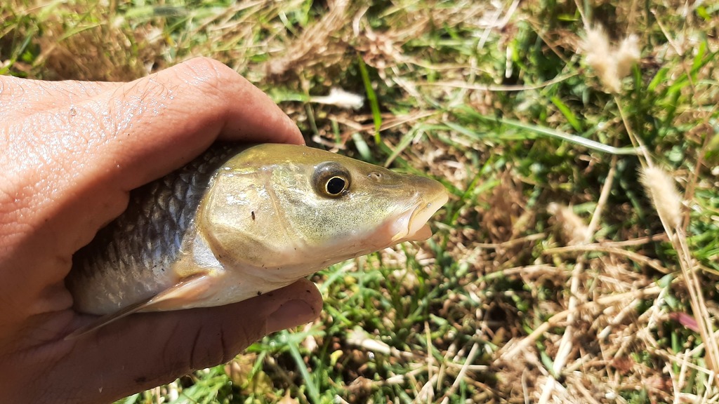 Comizo barbel (Luciobarbus comizo) — Cyprinidae