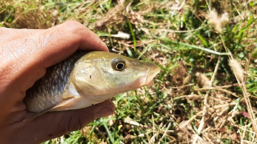 Comizo barbel (Luciobarbus comizo) — Cyprinidae