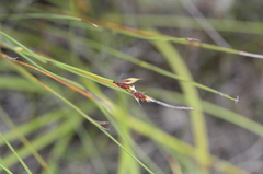 Hypodiscus alboaristatus