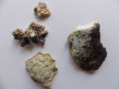 Magallana angulata × gigas