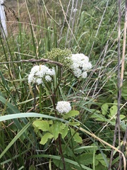 Ligusticum scothicum