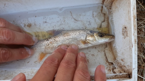 Comizo barbel (Luciobarbus comizo) — Cyprinidae — 3