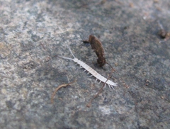 Scutigerellidae