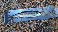 Squalius alburnoides