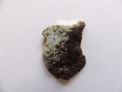 Magallana angulata × gigas