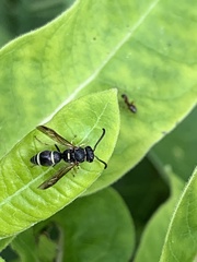 Parancistrocerus pensylvanicus
