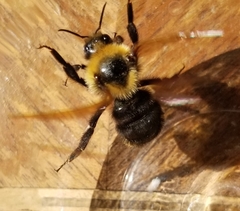 Bombus insularis