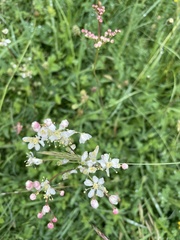 Filipendula vulgaris