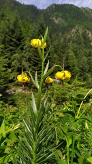 Lilium pyrenaicum