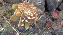 Aeonium davidbramwellii image