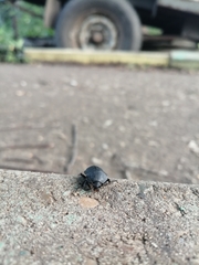 Silphinae