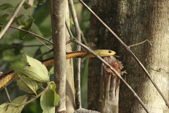 Chironius spixii