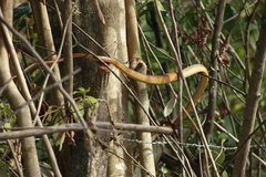 Chironius spixii