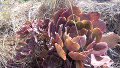 Aeonium davidbramwellii image