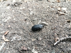 Silphinae