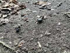 Silphinae