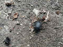 Silphinae