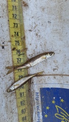 Anaecypris hispanica