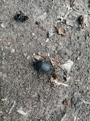 Silphinae