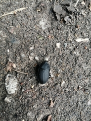 Silphinae