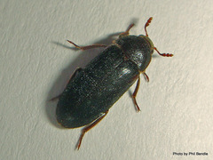 Dermestes