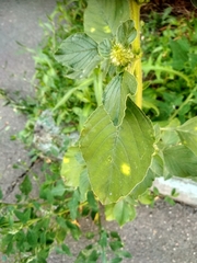 Amaranthus retroflexus