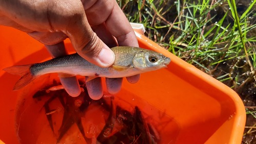 Southern straight-mouth nase (Pseudochondrostoma willkommii) — Cyprinidae — 3