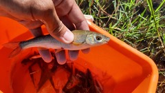 Pseudochondrostoma willkommii