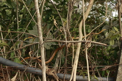 Chironius spixii