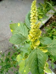 Amaranthus retroflexus