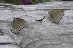 Coenonympha haydenii
