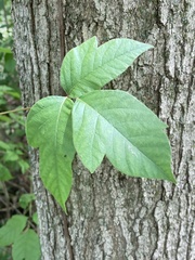 Toxicodendron radicans