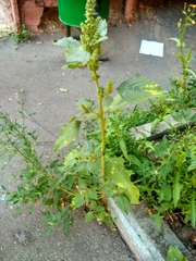 Amaranthus retroflexus