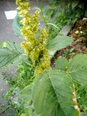 Amaranthus retroflexus