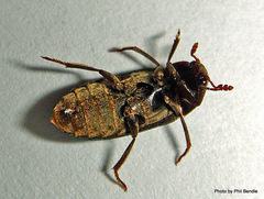 Dermestes