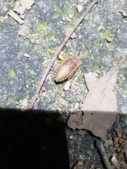 Opisthoplatia