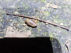 Opisthoplatia