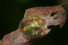 Coptocycla rufonotata