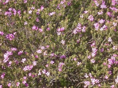 Acmadenia obtusata
