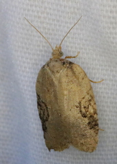 Acleris chalybeana