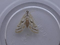 Parapoynx badiusalis