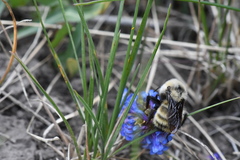 Bombus nevadensis