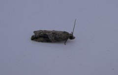 Proteoteras crescentana