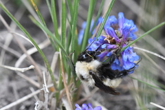 Bombus nevadensis
