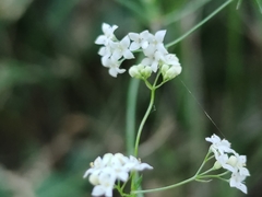 Galium pumilum