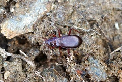 Oreonebria castanea