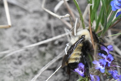 Bombus nevadensis