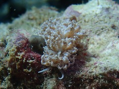 Phyllodesmium tuberculatum