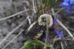 Bombus nevadensis